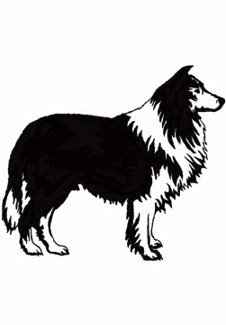 Border Collie